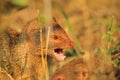 Slender Mongoose - African Wildlife Background - Sharpest Teeth