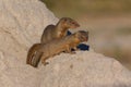 Slender Mongoose - Botswana - Africa