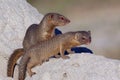 Slender Mongoose - Botswana