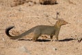 Slender mongoose forage and look for food at rocks Royalty Free Stock Photo