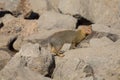 Slender mongoose forage and look for food at rocks Royalty Free Stock Photo