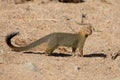 Slender mongoose forage and look for food at rocks Royalty Free Stock Photo