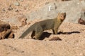 Slender mongoose forage and look for food at rocks Royalty Free Stock Photo