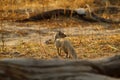 Slender Mongoose Royalty Free Stock Photo