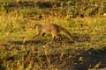 Slender Mongoose Royalty Free Stock Photo