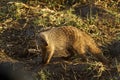 Slender Mongoose Royalty Free Stock Photo