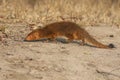 The slender mongoose Galerella sanguinea, also known as the black-tipped mongoose or the black-tailed mongoose is crawling in