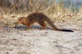 The slender mongoose Galerella sanguinea, also known as the black-tipped mongoose or the black-tailed mongoose in the grass