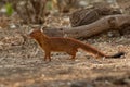 Slender Mongoose - Galerella sanguinea also known as the black-tipped mongoose or the black-tailed mongoose, is a very common