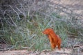 Slender Mongoose, Galerella sanguinea, much more richly coloured, reddish Kgalagadi mongoose in front of the thorny shrubs. Wild