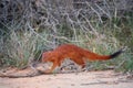 Slender Mongoose, Galerella sanguinea, much more richly coloured, reddish Kgalagadi mongoose in front of the thorny shrubs. Wild