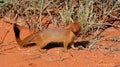 Slender mongoose