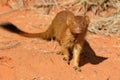 Slender mongoose Royalty Free Stock Photo