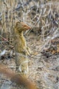 Slender mongoose in Kruger National park, South Africa Royalty Free Stock Photo