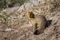 Slender mongoose in Kruger National park, South Africa