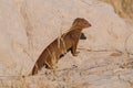 Slender mongoose is looking, etosha nationalpark, namibia