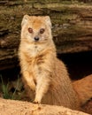 Slender mongoose with red eyes