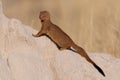 Slender mongoose sit on a termite hill