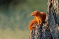 Slender mongoose sitting in a tree