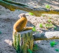 Slender mongoose sitting a tree stump and looking backward in closeup desert animal portrait Royalty Free Stock Photo