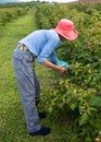Slender older woman in dark pink hat picking raspberries in an orchard