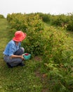 Slender older woman in dark pink hat picking raspberries in an orchard