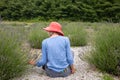 Slender older woman in dark pink hat sitting in garden picking lavender