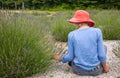 Slender older woman in dark pink hat sitting in garden picking lavender