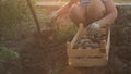 Slender peasant girl digs ground harvesting potato