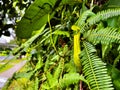 Slender pitcher plant in Bukit Batok Royalty Free Stock Photo