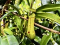 Slender pitcher plant Royalty Free Stock Photo