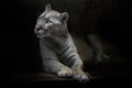 A slender puma cat with yellowish fur asks a question with eyes glowing in the dark, black background, background