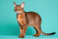 A Slender Reddish Brown, Big Ear Abyssinian Cat on a Teal Background, Generative AI