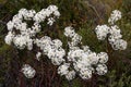 Slender Rice Flower