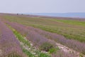 Slender rows of lavender in a field of essential oil crops at the end of the flowering season