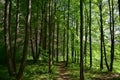 Slender rows of tree alleys in a deciduous forest. Green grass. Spring