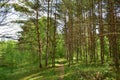 Slender rows of trees in an alley in a pine forest. Green grass. Spring