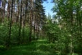 Slender rows of trees in an alley in a pine forest. Green grass. Spring
