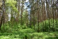 Slender rows of trees in an alley in a pine forest. Green grass. Spring