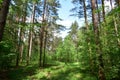 Slender rows of trees in an alley in a pine forest. Green grass. Spring