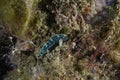 Slender Sap Sucking Slug. Thuridilla gracilis