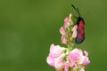 Slender Scotch burnet on flower