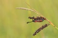 Slender Scotch burnet