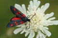 Slender Scotch burnet