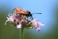 Slender Scotch burnet