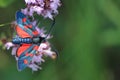 Slender Scotch burnet