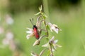 Slender Scotch burnet Zygaena loti resting on a Epipactis palu