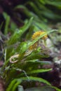 Slender seahorse (Hippocampus reidi).