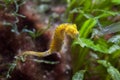 Slender seahorse Hippocampus reidi.