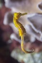 Slender seahorse Hippocampus reidi.